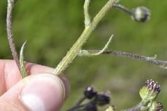 Senecio discodregeanus