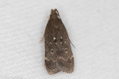 Helcystogramma melantherella