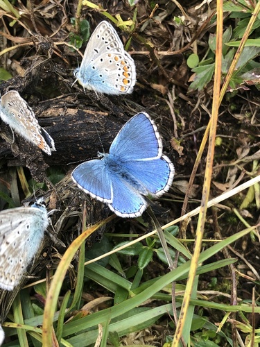 Adonis Blue photo 5