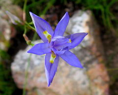 Moraea polystachya