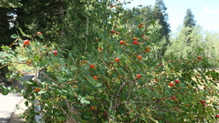 Rosa nutkana hispida