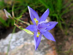 Moraea polystachya