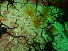 Thyone aurea