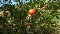 Rosa nutkana hispida
