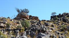 Widdringtonia wallichii