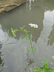 Sium latifolium