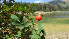 Rosa nutkana hispida