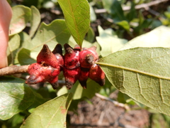 Disholcaspis pattersoni