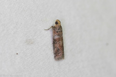 Sciota rubrisparsella