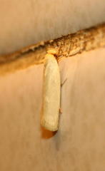 Ceratophaga vastella