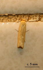 Ceratophaga vastella