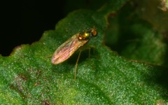 Chrysotimus