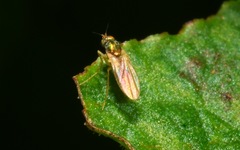 Chrysotimus