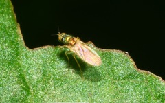 Chrysotimus