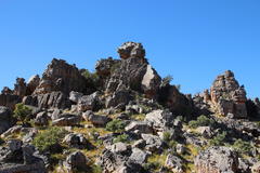 Widdringtonia wallichii