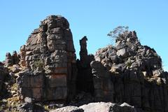 Widdringtonia wallichii