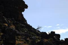 Widdringtonia wallichii