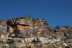 Widdringtonia wallichii