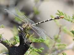 Erpetogomphus designatus