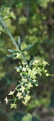 Galium latoramosum
