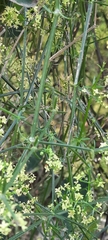 Galium latoramosum