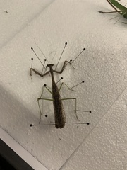 Mantidae