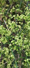 Galium latoramosum