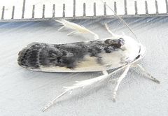 Antaeotricha furcata