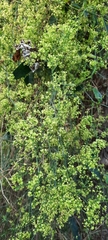 Galium latoramosum