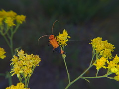 Chauliognathus profundus