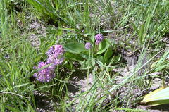 Ledebouria sandersonii