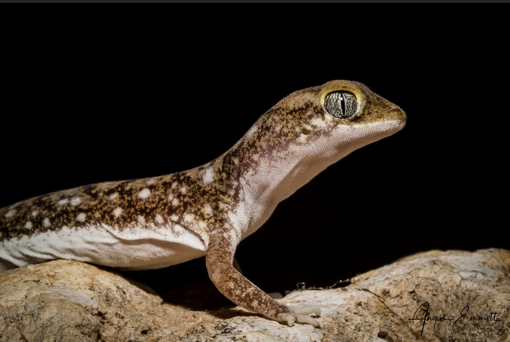 Brigalow Beaked Gecko