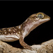 Brigalow Beaked Gecko - Photo (c) Angus Emmott, some rights reserved (CC BY-NC), uploaded by Angus Emmott