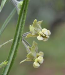 Gomphocarpus tomentosus tomentosus