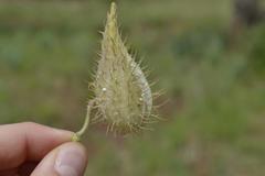 Gomphocarpus tomentosus tomentosus