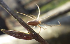 Tetragnatha montana