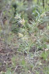 Gomphocarpus tomentosus tomentosus