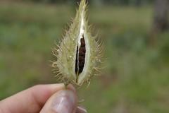 Gomphocarpus tomentosus tomentosus