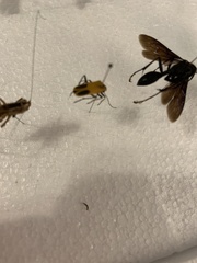 Chauliognathus pensylvanicus