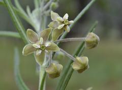 Gomphocarpus tomentosus tomentosus