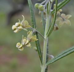Gomphocarpus tomentosus tomentosus