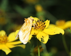Cirrhophanus triangulifer