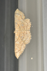 Cyclophora coecaria