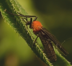Plecia americana