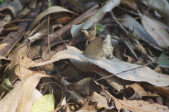 Cissia phronius