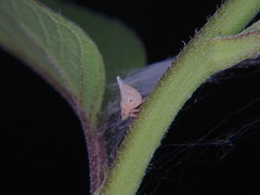 Mistharnophantia
