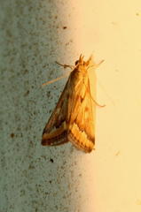 Achyra coelatalis