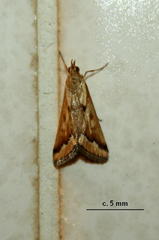 Achyra coelatalis
