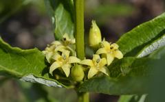 Fadogia homblei