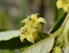 Fadogia homblei